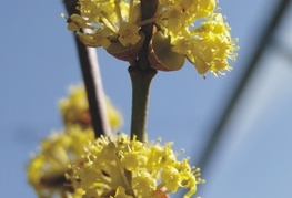 Cornus mas - dren