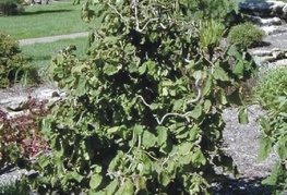 Corylus avellana 'Contorta' - zvita leska