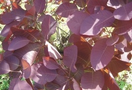 Cotinus coggygria 'Royal Purple' - rdečelistni ruj