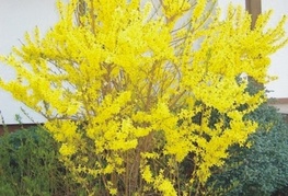 Forsythia x intermedia 'Fiesta' - pisanolistna forzicija