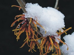 Hamamelis intermedia Jelena.jpg