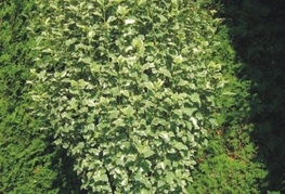 Hibiscus syriacus 'Variegata' - pisanolistni hibiskus, pisanolistni oslez