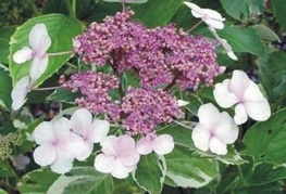 Hydrangea macrophylla 'Variegata' - pisanolistna hortenzija