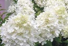 Hydrangea paniculata - hortenzija z belimi cvetovi