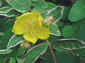 Hypericum moserianum Tricolor.jpg