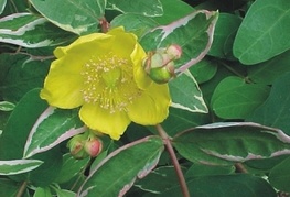 Hypericum x moserianum 'Tricolor' - pisanolistna krčnica