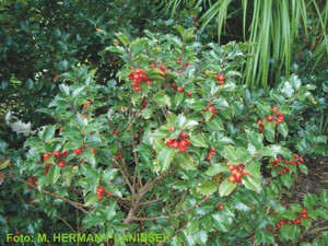 Ilex meserveae Blue Angel.jpg