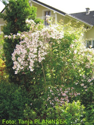 Kolkwitzia amabilis 1.jpg