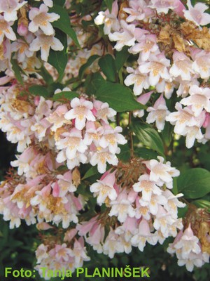 Kolkwitzia amabilis.jpg