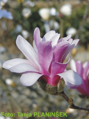 Magnolia liliiflora Nigra.jpg