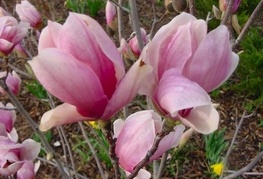 Magnolia x soulangeana - sulanževa magnolija