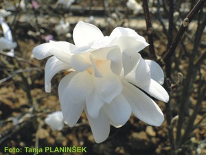 Magnolia stellata.jpg