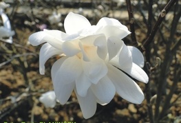 Magnolia stellata - zvezdasta magnolija