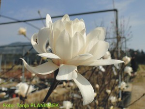 Magnolia stellata Royal Star.jpg