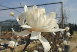 Magnolia stellata 'Royal Star' - zvezdasta magnolija