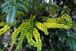 Mahonia x media 'Charity' - mahonija