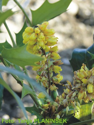 Mahonia x media Winter Sun.jpg