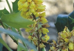 Mahonia x media 'Winter Sun' - mahonija