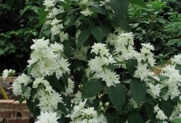 Philadelphus x virginalis (= P. 'Virginal') - nepravi jasmin