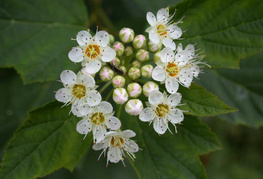 Physiocarpus opolifolius - mešičkar, pokalec