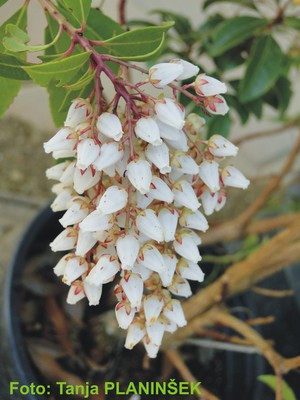 Pieris japonica.jpg