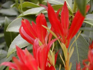 Piersi japonica 2.jpg