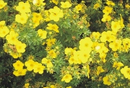 Potentilla fruticosa 'Goldstar' - grmasti petoprstnik