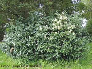 Prunus laurocerasus 1.jpg