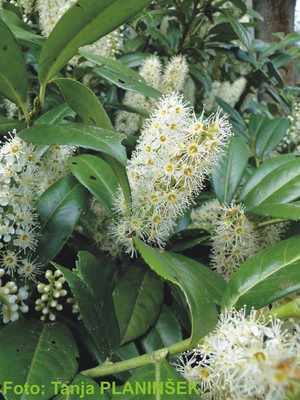 Prunus laurocerasus.jpg