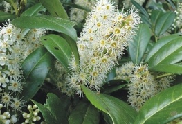Prunus laurocerasus - lovorikovec
