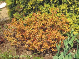Spiraea japonica Goldflame 1.jpg