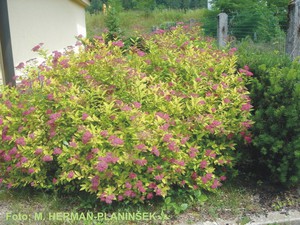 Spiraea japonica Goldflame 2.jpg