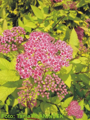 Spiraea japonica Goldflame.jpg