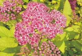 Spiraea japonica 'Goldflame' (= S. x bumalda 'Goldflame')- japonska zlatolistna medvejka