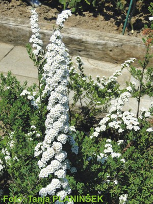 Spiraea niponica Snowmound.jpg