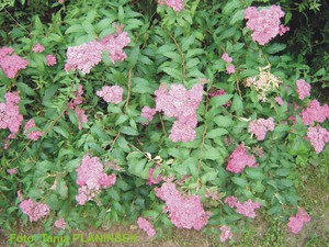 Spirea japonica Anthony Waterer.jpg