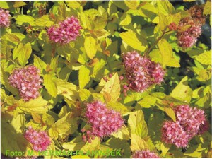 Spirea japonica Golden Princess.jpg