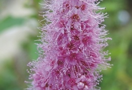 Spiraea x billardii - medvejka