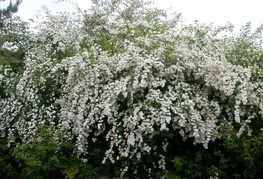 Spiraea vanhouttei - vanhutijeva medvejka