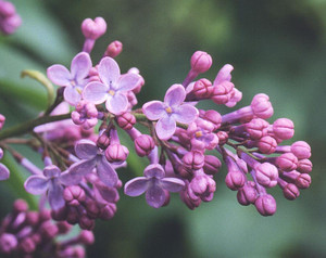 Syringa sp..bmp