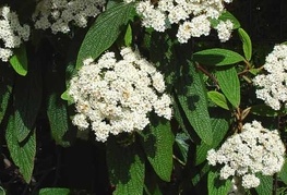 Viburnum rhytidophyllum - grbavolistna brogovita