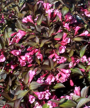 Weigela f. Purpurea.jpg