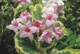 Weigela florida 'Variegata' - pisanolistna vejgelija