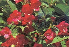 Weigela 'Bristol Ruby' - rdečecvetna vejgelija
