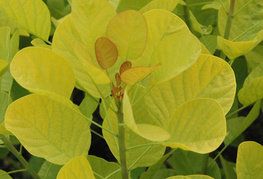 Cotinus coggygria 'Golden Spirit®' (= C. coggygria 'Ancot') - rumenolistni ruj