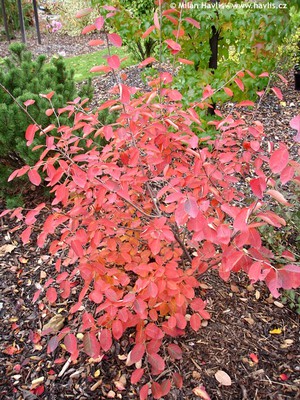 šmarna hrušica mali grm nova.jpg