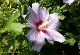 Hibiscus syriacus 'Oiseau Bleu' (= H. syriacus 'Blue Bird') - hibiskus, oslez