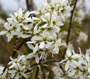 Amelanchier-Ballerina-Flowers.jpg