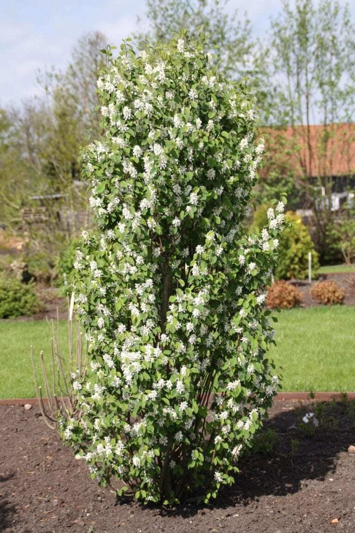 Amelanchier alnifolia Obelisk 2.jpg