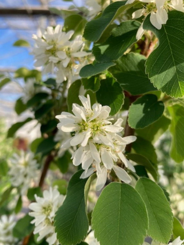 Amelanchier alnifolia Obelisk 3.jpg